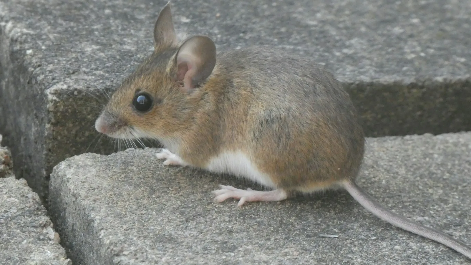 Small brown mouse with a pale belly walking along the edge of gray stone pavers