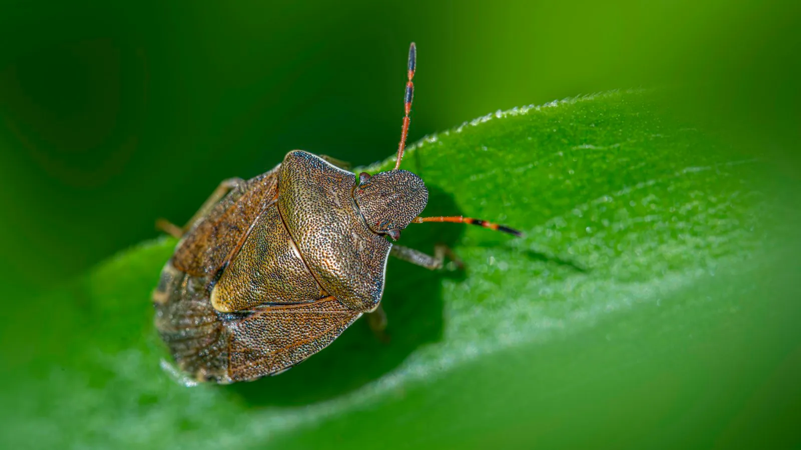 Brown stink bug sitting on a green leaf