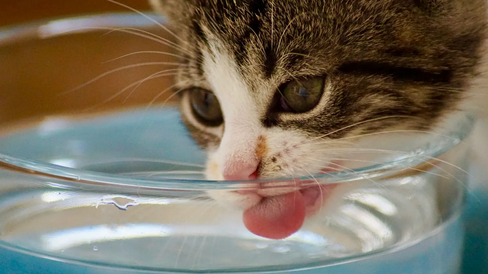 Cat drinking water from a bowl